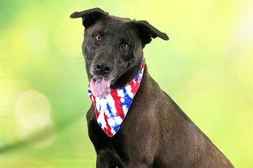 SAM - Labrador Retriever for adoption in Davie