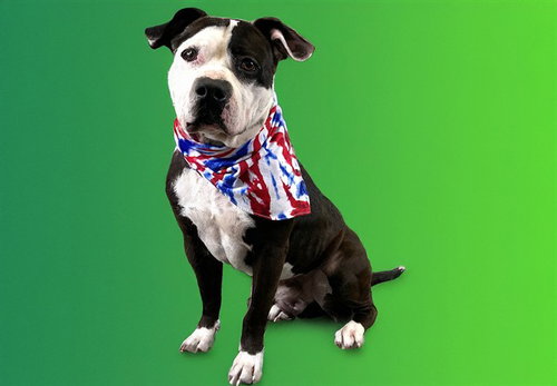BRAM - American Pit Bull Terrier for adoption in Davie