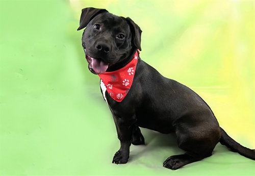 FIONA - American Staffordshire Terrier for adoption in Davie