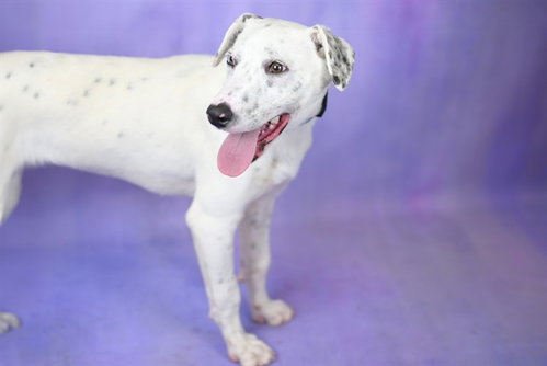 GREYSON - Australian Cattle Dog/Blue Heeler for adoption in Davie