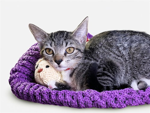 ECLIPSE, Baby Domestic Short Hair (medium coat), cat for adoption in Boynton Beach, Florida