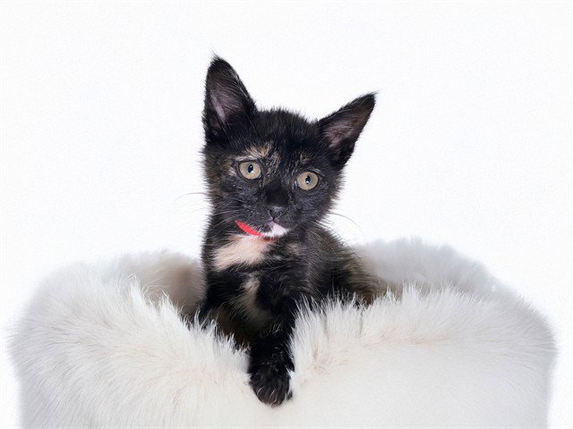 FELICIA Image