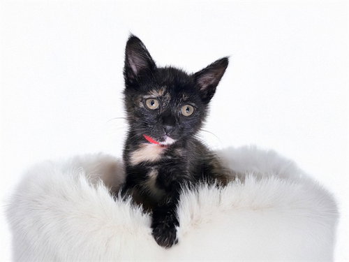 FELICIA - Domestic Short Hair for adoption in Hollywood