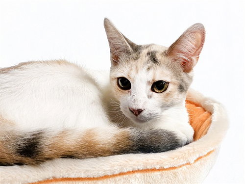 LILY - Domestic Short Hair for adoption in Hollywood