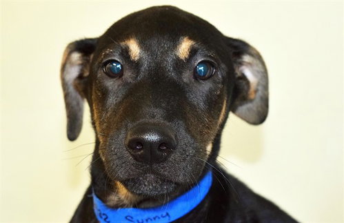 SUNNY, an adoptable Doberman Pinscher in Ft Lauderdale, FL