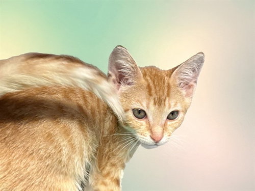SUNFLOWER - Domestic Short Hair for adoption in Hollywood