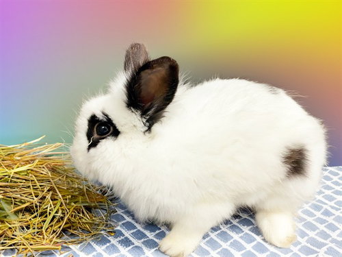 OREO