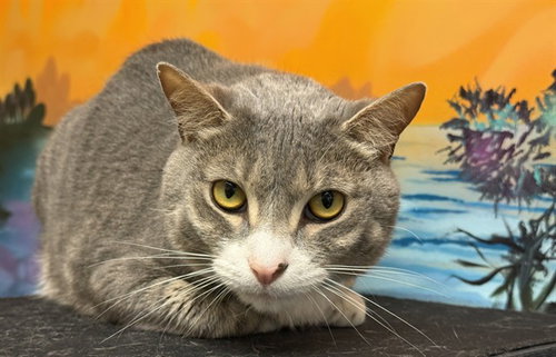 BAM BAM, Adult Domestic Short Hair (medium coat), cat for adoption in Aventura, Florida