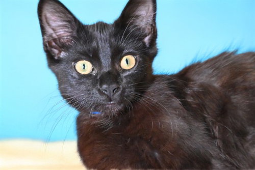 LICORICE