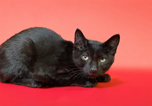 BENITO, Baby Domestic Short Hair (medium coat), cat for adoption in Boynton Beach, Florida
