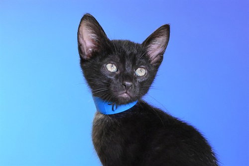 MILTON