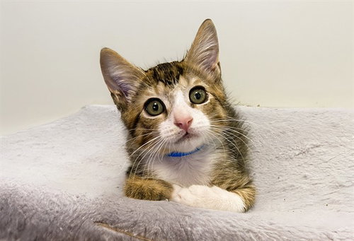 PEBBLES, Baby Domestic Short Hair (medium coat), cat for adoption in Boynton Beach, Florida