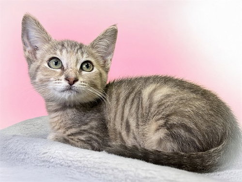 TUNA, Baby Domestic Short Hair (medium coat), cat for adoption in Boynton Beach, Florida