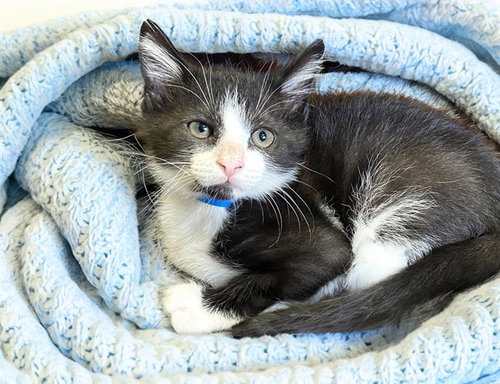 OREO, Baby Domestic Short Hair (medium coat), cat for adoption in Boynton Beach, Florida