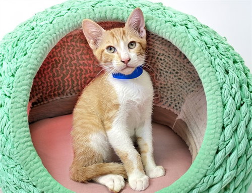 ORLANDO, Baby Domestic Short Hair (medium coat), cat for adoption in Boynton Beach, Florida