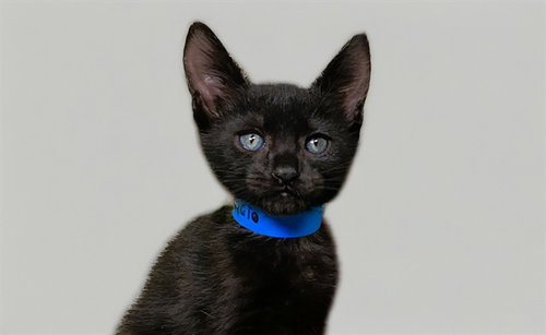 MAURICIO, Baby Domestic Short Hair (medium coat), cat for adoption in Boynton Beach, Florida