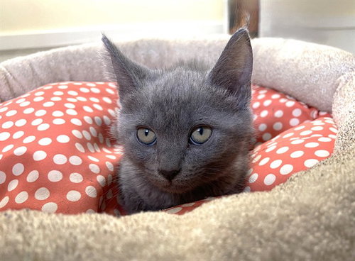 GRACIE, Baby Domestic Short Hair (medium coat), cat for adoption in Boynton Beach, Florida