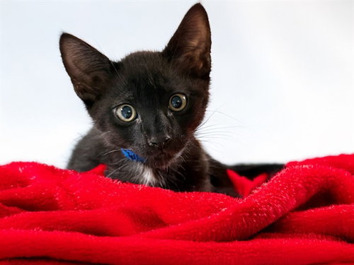 VINNIE, Baby Domestic Short Hair (medium coat), cat for adoption in Boynton Beach, Florida