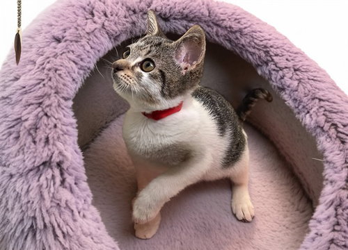 RAE, Baby Domestic Short Hair (medium coat), cat for adoption in Wellington, Florida