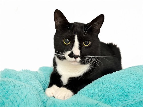 OTIS