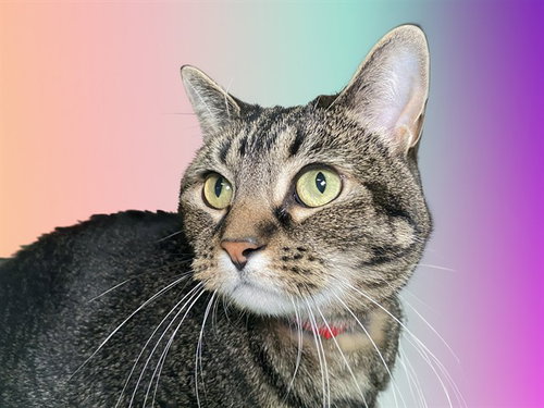 LEA, an adoptable Domestic Short Hair in Ft Lauderdale, FL