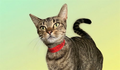DAISY, Young Domestic Short Hair (medium coat), cat for adoption in Aventura, Florida