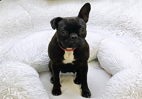 POPPY