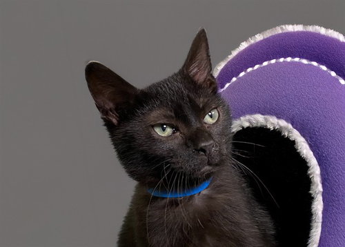JOHN, Baby Domestic Short Hair (medium coat), cat for adoption in Aventura, Florida
