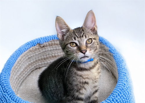 JOEL, Baby Domestic Short Hair (medium coat), cat for adoption in Aventura, Florida
