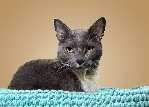 WEBS, Adult Domestic Short Hair (medium coat), cat for adoption in Aventura, Florida