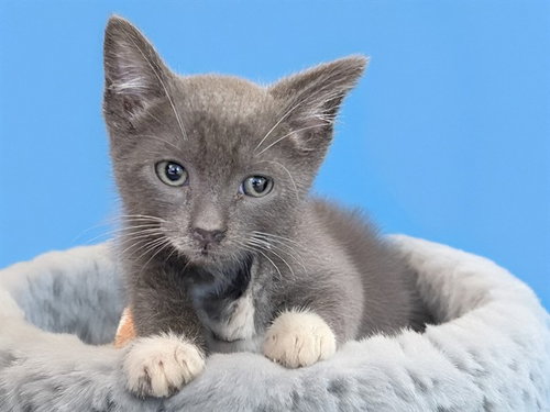 GANDALF