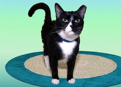 MAX, Adult Domestic Short Hair (medium coat), cat for adoption in Wellington, Florida