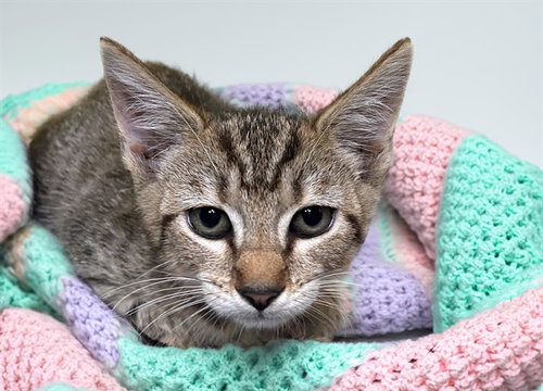 RENEE, an adoptable Domestic Short Hair in Ft Lauderdale, FL