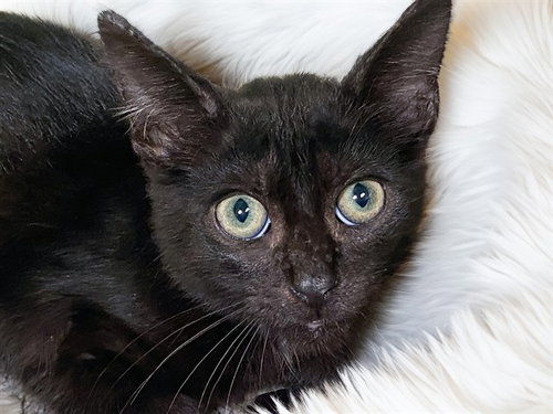 VINCE, Baby Domestic Short Hair (medium coat), cat for adoption in Boynton Beach, Florida
