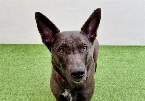 ROXIE, an adoptable German Shepherd Dog in Ft Lauderdale, FL