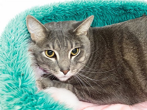 STORMI, Young Domestic Short Hair (medium coat), cat for adoption in Boynton Beach, Florida