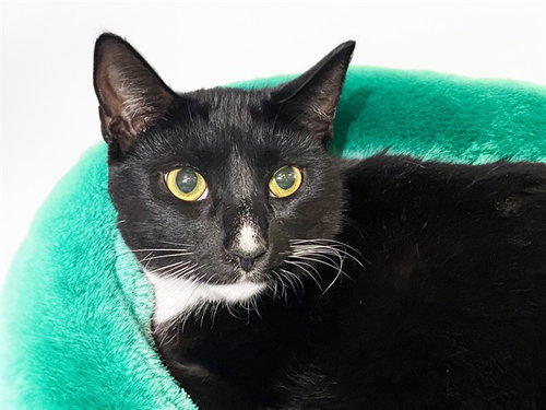 JAY, Young Domestic Short Hair (medium coat), cat for adoption in Boynton Beach, Florida
