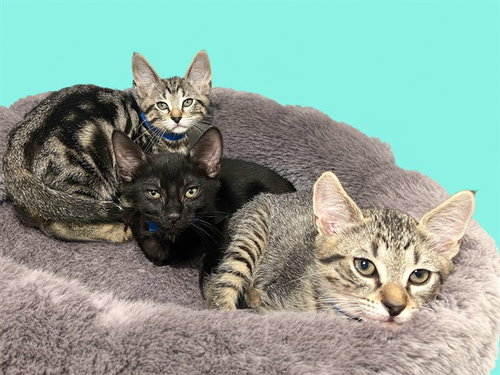 KRUSTY, Baby Domestic Short Hair (medium coat), cat for adoption in North Lauderdale, Florida