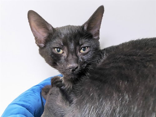 SIMPSON, an adoptable Domestic Short Hair in Ft Lauderdale, FL