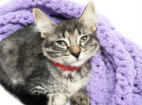 MARGE, Baby Domestic Short Hair (medium coat), cat for adoption in North Lauderdale, Florida