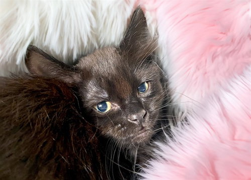 MAGGIE, Baby Domestic Short Hair (medium coat), cat for adoption in North Lauderdale, Florida