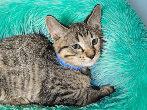 HOMER, Baby Domestic Short Hair (medium coat), cat for adoption in North Lauderdale, Florida