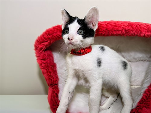 CHARLOTTE, Baby Domestic Short Hair (medium coat), cat for adoption in North Lauderdale, Florida