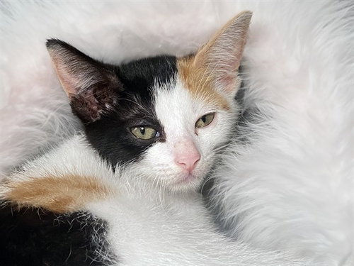 TIA, Baby Domestic Short Hair (medium coat), cat for adoption in North Lauderdale, Florida