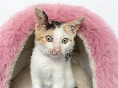 PIZZA, Baby Domestic Short Hair (medium coat), cat for adoption in North Lauderdale, Florida
