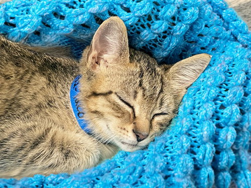 TACO, Baby Domestic Short Hair (medium coat), cat for adoption in North Lauderdale, Florida