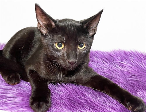 MICHAEL, Baby Domestic Short Hair (medium coat), cat for adoption in North Lauderdale, Florida