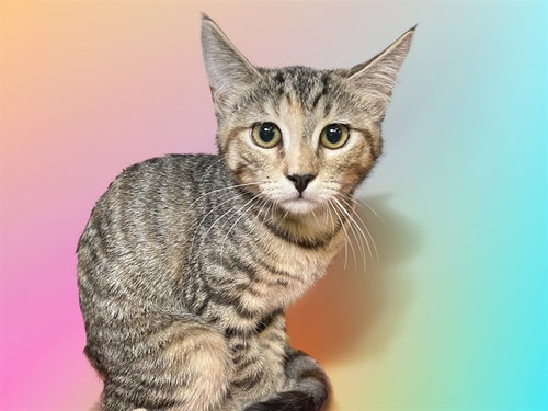 JAN, Baby Domestic Short Hair (medium coat), cat for adoption in North Lauderdale, Florida