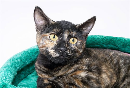 HOLLY, Baby Domestic Short Hair (medium coat), cat for adoption in North Lauderdale, Florida