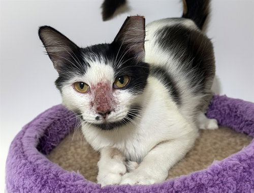 DARLENE, Adult Domestic Short Hair / Mixed (medium coat), cat for adoption in North Lauderdale, Florida